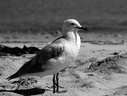 seagull